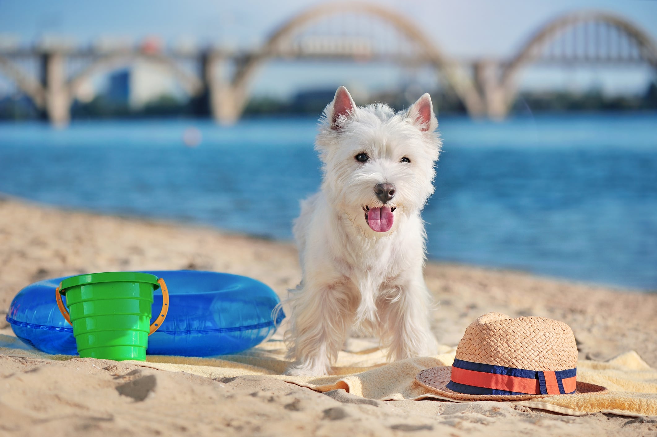 En este tipo de paseos con tu can debes llevar su correa, juguetes y, si es necesario, un bozal. La correa ayuda a controlarlo, los juguetes lo mantienen entretenido y el bozal evita posibles accidentes con otros perros o personas. Foto: Istock