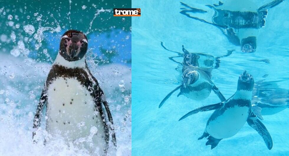 El Parque de las Leyendas presenta exhibición subacuática de pingüinos de Humboldt, en su Centro de Interpretación de Aves Marinas. (Trome / Municipalidad de Lima)
