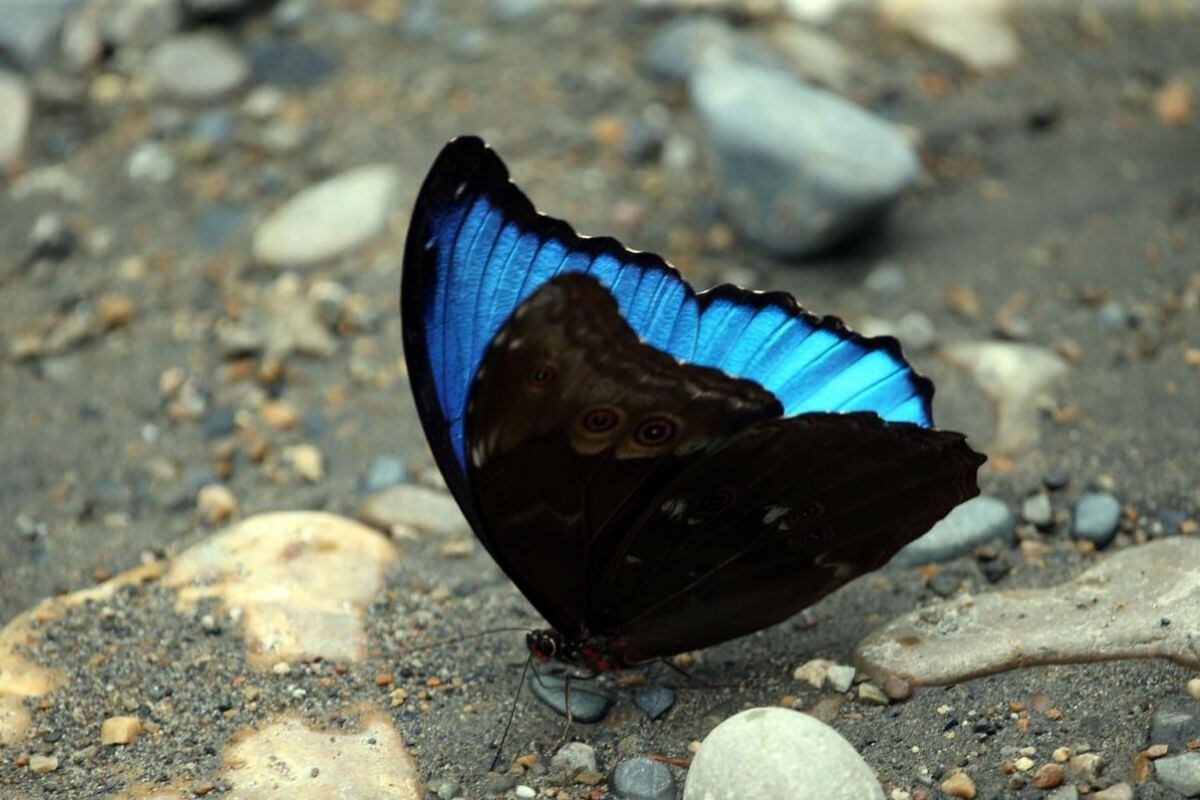 Las mariposas toman minerales del barro y los usan para su reproducción (Foto: GEC)
