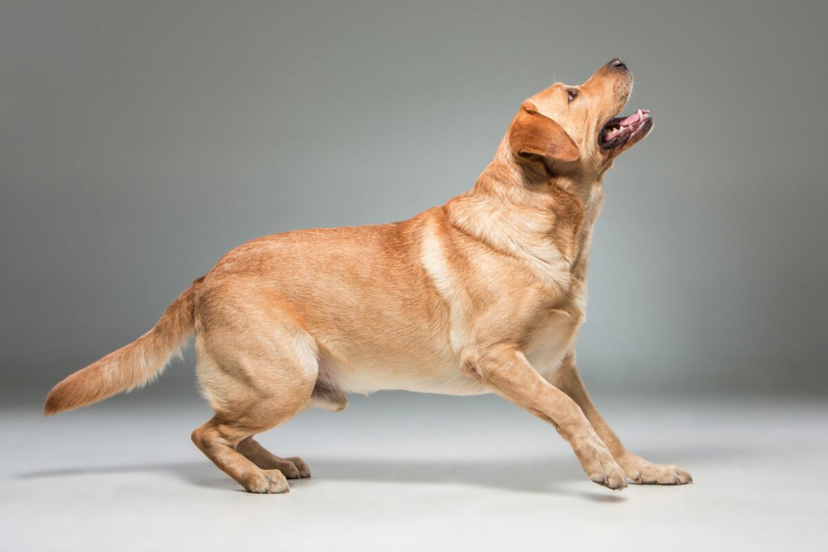 La obesidad es una de las causas de que nuestros engreídos tengan problemas en su columna. Foto: Pexels.