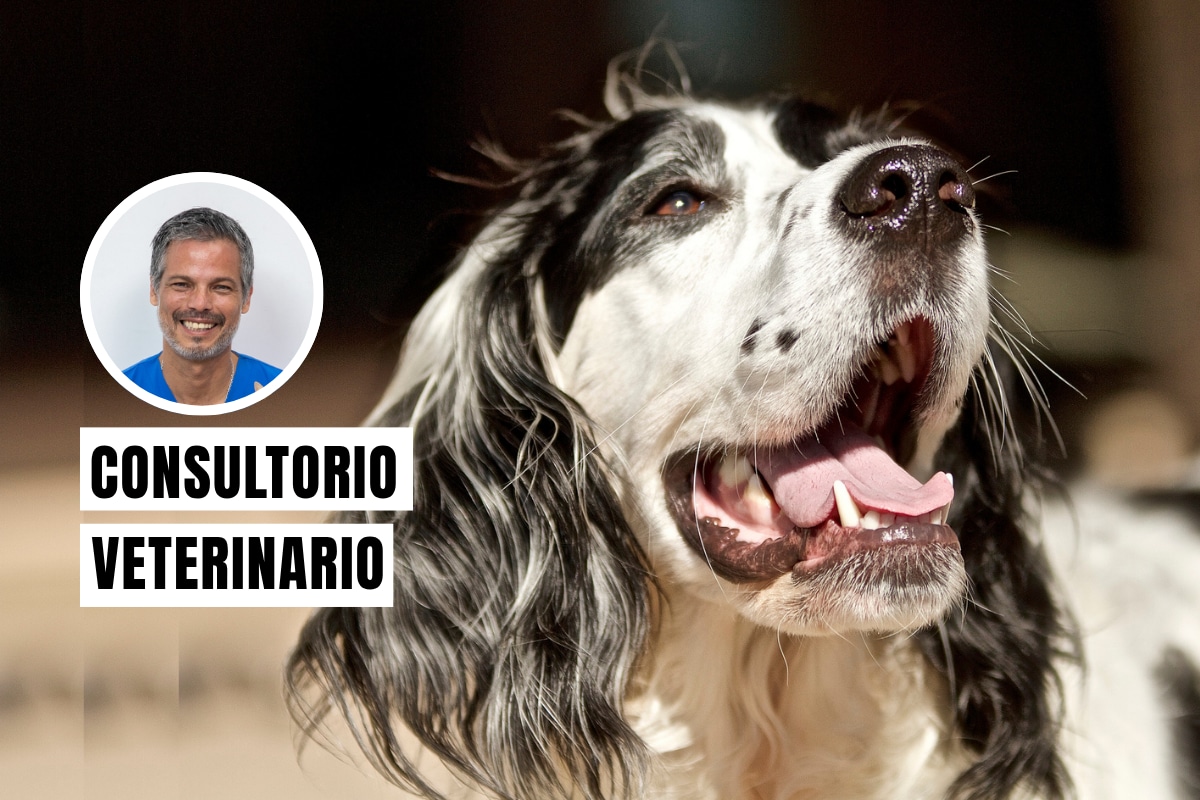 El veterinario Pancho Cavero revela qué puede esconderse detrás del mal aliento en los perros. Foto: Istock.