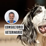 ¿Es normal que mi perro tenga mal aliento?