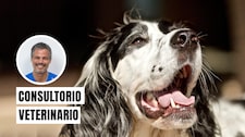 ¿Es normal que mi perro tenga mal aliento?