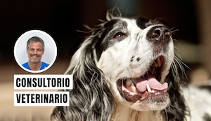 ¿Es normal que mi perro tenga mal aliento?
