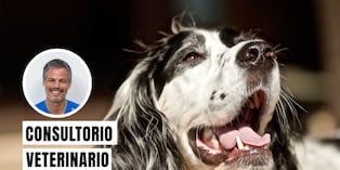 El veterinario Pancho Cavero revela qué puede esconderse detrás del mal aliento en los perros. Foto: Istock.