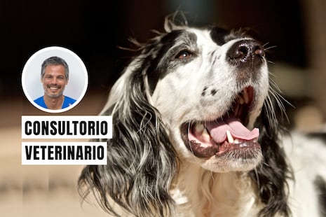 ¿Es normal que mi perro tenga mal aliento?