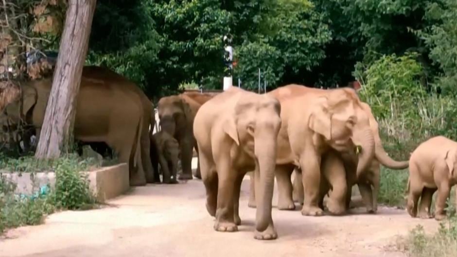 Los elefantes son originarios de África y Asia (Foto: AP)