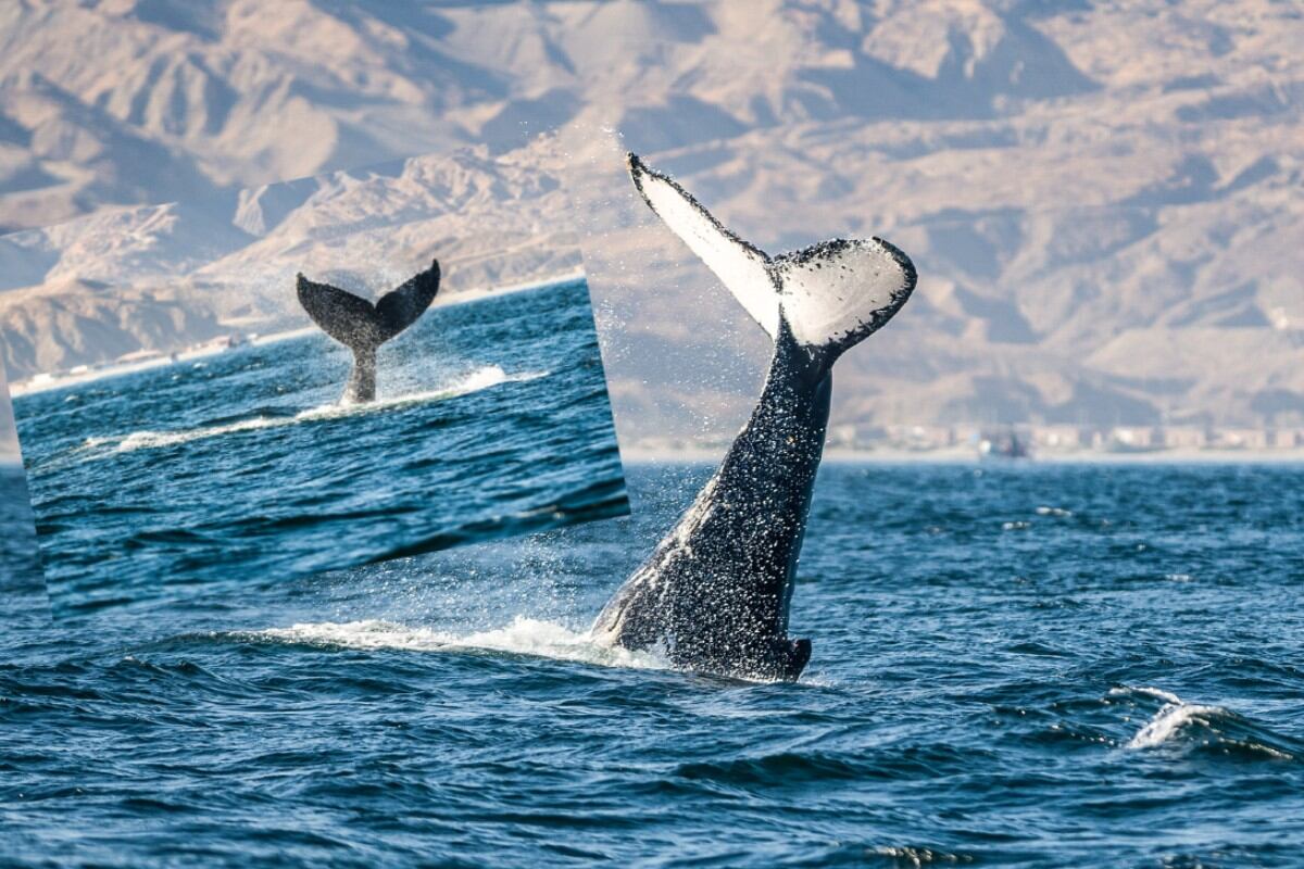 Ballenitas llegan al norte peruano y su avistamiento atraerá a turistas. (I. Medina / Compos. Trome / Mincetur)
