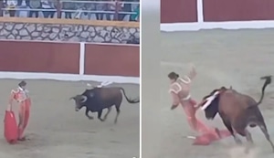 Toro embiste a joven promesa de la tauromaquia en Ayacucho