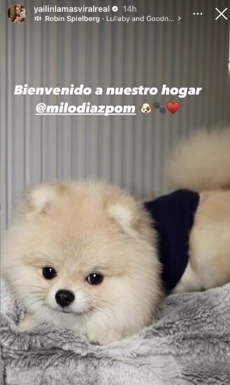 Yailin La Más Viral anunció la llegada de su perrito de raza Pomerania (Foto: Yailin La Más Viral / Instagram)