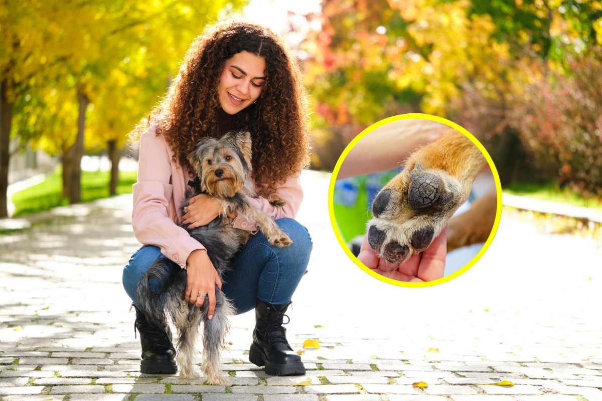 Evita pasearlo por superficies asfaltadas o de losa, opta por el gras. Foto: Istock.