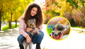 ¿Cómo cuidar las patitas de mi mascota del intenso calor?