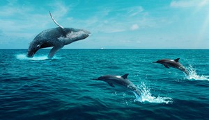 Ballenas y delfines: ¿Qué hace el Perú para cuidar estos mamíferos marinos?