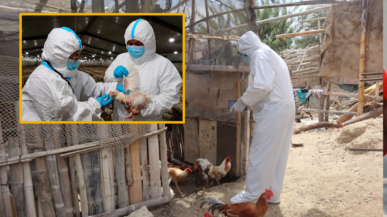 La declaratoria preventiva podrá extenderse según la evaluación epidemiológica. El virus fue detectado en muestras de aves de combate (aves de corral) el pasado 6 de julio de 2026. Foto: Senasa/composición GEC