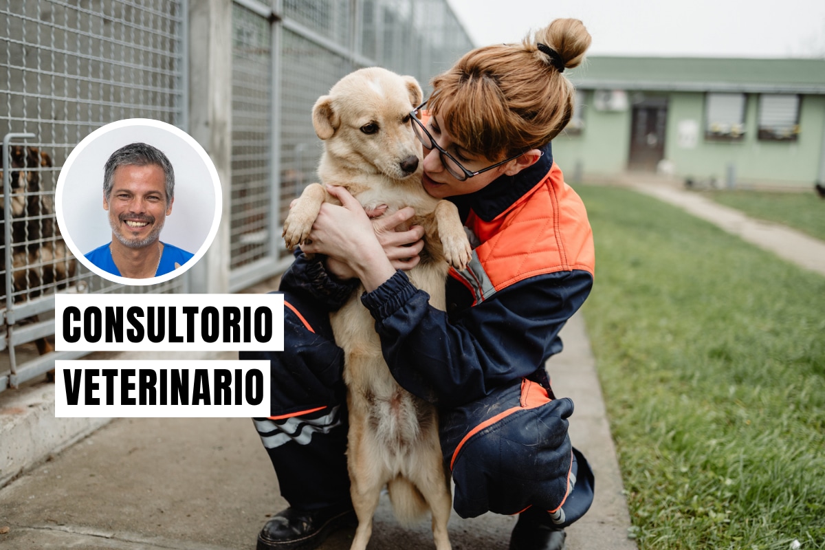 Mantén la calma y háblale a tu mascota con voz suave. Colócale siempre su correa y collar con placa de identificación antes de evacuar. Foto: composición/Istock