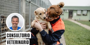 Mantén la calma y háblale a tu mascota con voz suave. Colócale siempre su correa y collar con placa de identificación antes de evacuar. Foto: composición/Istock