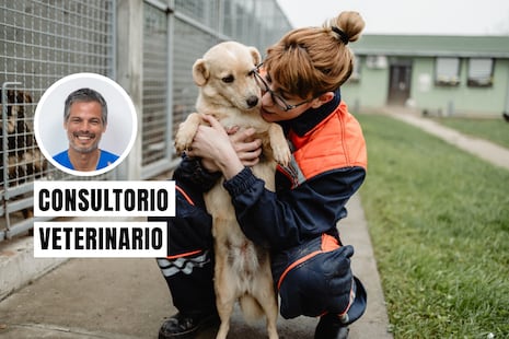Medidas clave para proteger a tu mascota ante un sismo