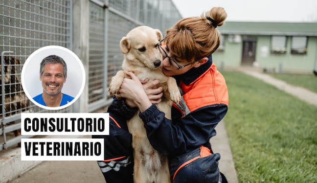 Mantén la calma y háblale a tu mascota con voz suave. Colócale siempre su correa y collar con placa de identificación antes de evacuar. Foto: composición/Istock