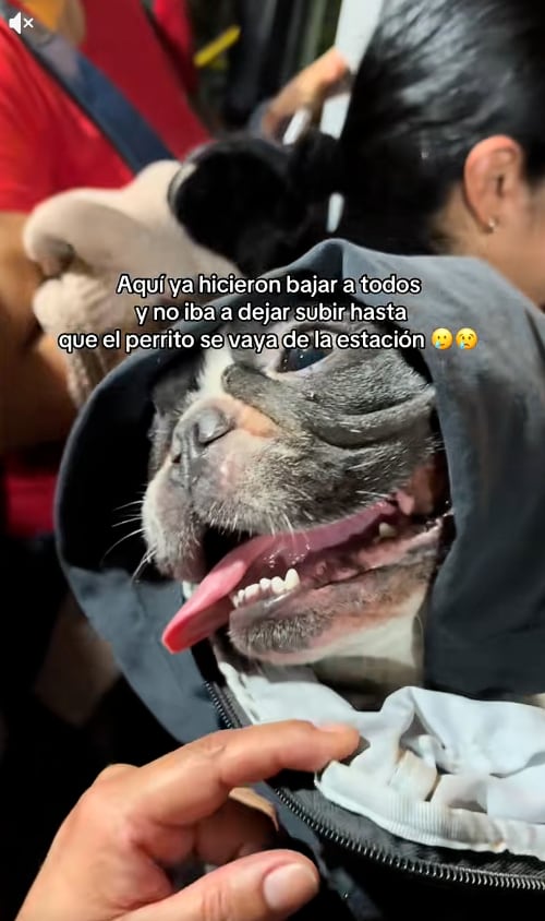 Bajan a pasajero por ir con su perrito. (TikTok)
