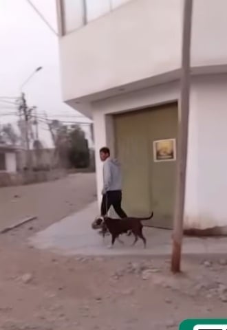 Piden que dueño del pitbull se haga cargo de gastos médicos. (Latina Noticias)