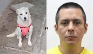 Dueña de perrita asesinada en Trujillo revela años de violencia por parte de su expareja: “Bianca murió por intentar defenderme”