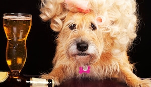 Cuidado con darle bebidas alcohólicas a tus mascotas, ¡son tóxicas para ellas!