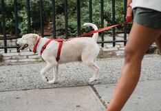 Cuarentena en Lima: cómo y en qué horarios pasear a mi perro