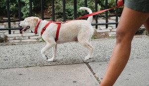 Cuarentena en Lima: cómo y en qué horarios pasear a mi perro