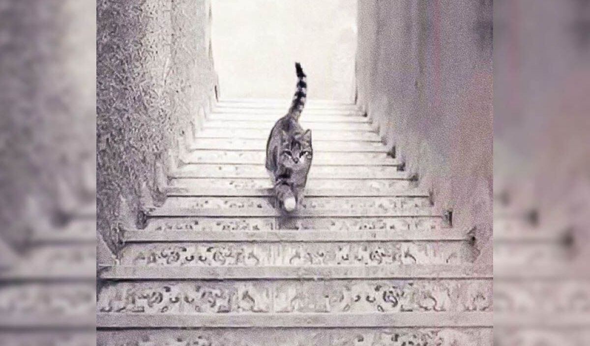 Las opiniones están divididas al momento de responder si este gato sube o baja las escaleras. (Foto: archivo)