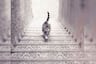 El test visual del gato que sube o baja las escaleras vuelve a estar de moda