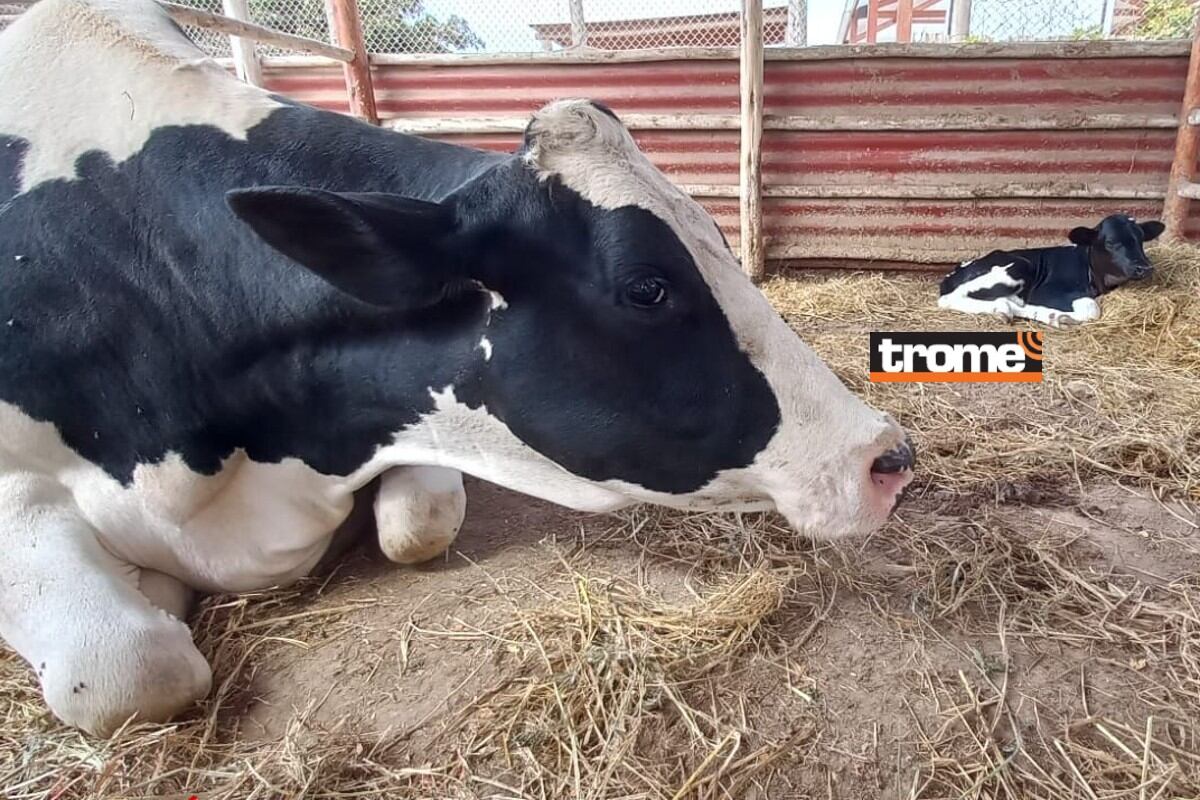 Nuevas crías de animalitos alegran aún más el recinto y el público ya puede visitarlos. (Trome)