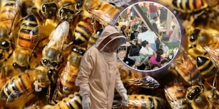 Abejas acabaron con evento musical en distrito de Morales (Foto: @panamerocana)