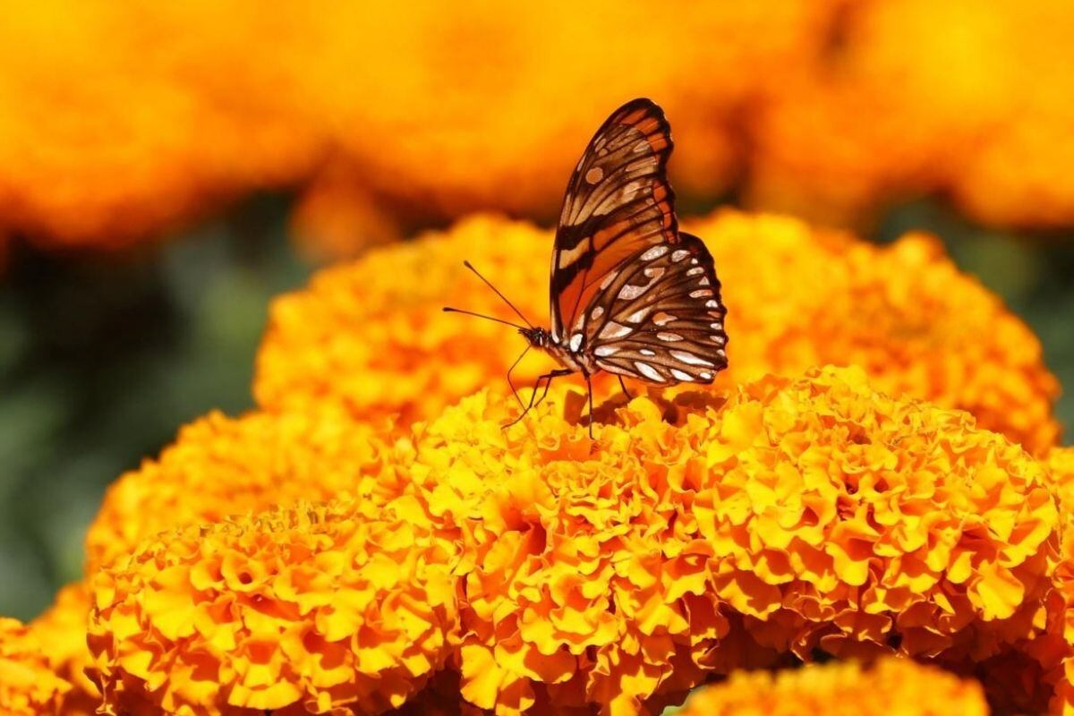 Su gama de colores es impresionante (Foto: EFE)
