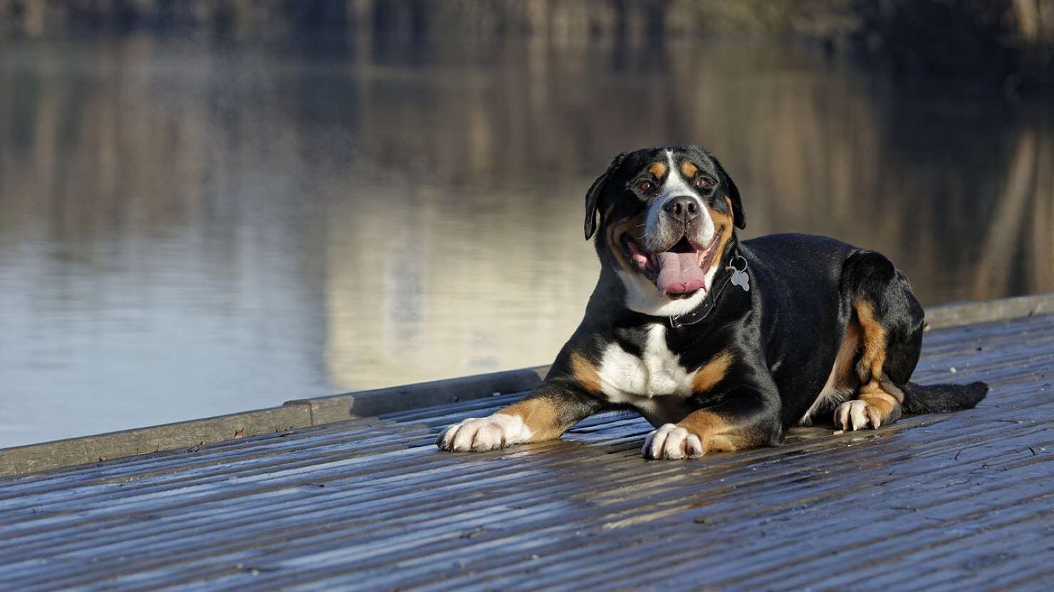 El Gran boyero suizo es otro de los canes que destacan por su gran tamaño.