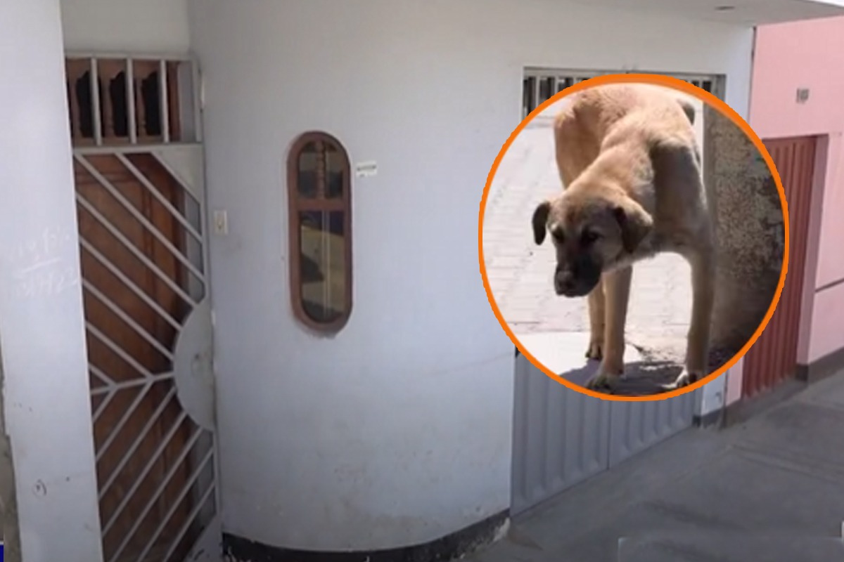 Los afectados expresaron su agradecimiento por la oportuna intervención del animal y no dudaron en comunicarse con la Policía Nacional del Perú para informar sobre el suceso.