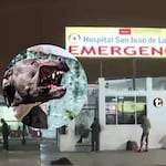 ¡Tragedia en San Juan de Lurigancho! Bebé muere tras ser atacada por dos pitbull en su casa y detienen al padre