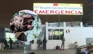 ¡Tragedia en San Juan de Lurigancho! Bebé muere tras ser atacada por dos pitbull en su casa y detienen al padre