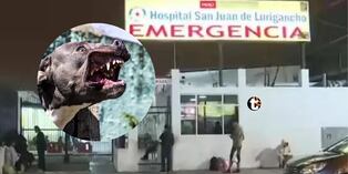 Bebé de 11 meses muere tras ataque de perros pitbull en SJL