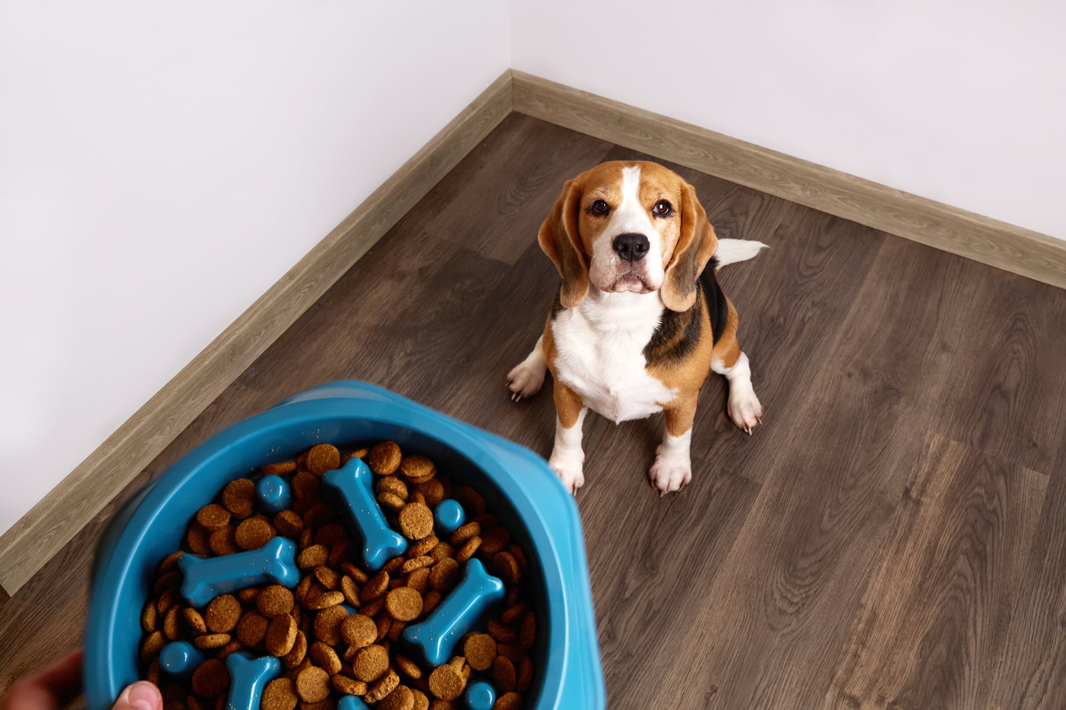 La diabetes y la pancreatitis en etapas avanzadas, junto con la parasitosis intestinal, son causas frecuentes de pérdida de peso en perros sin razón aparente. Foto: Istock