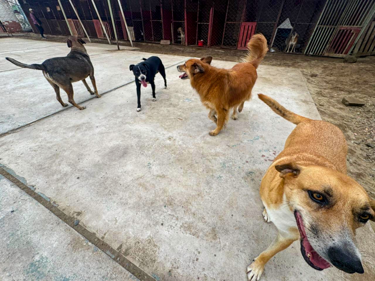 Perritos retirados que fueron retirados de la Estación Naranjal se encuentran en buen estado de salud. (ATU)