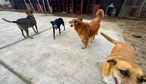 Cuatro perritos retirados de la Estación Naranjal del Metropolitano se encuentran en buen estado al cuidado del ATU