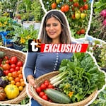 Convirtió el techo de su casa en un huerto y ahora cosecha sus propios tomates, zapallos y frutas