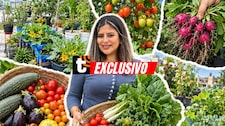 Convirtió el techo de su casa en un huerto y ahora cosecha sus propios tomates, zapallos y frutas