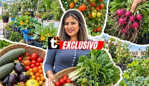 Convirtió el techo de su casa en un huerto y ahora cosecha sus propios tomates, zapallos y frutas