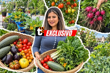 Convirtió el techo de su casa en un huerto y ahora cosecha sus propios tomates, zapallos y frutas