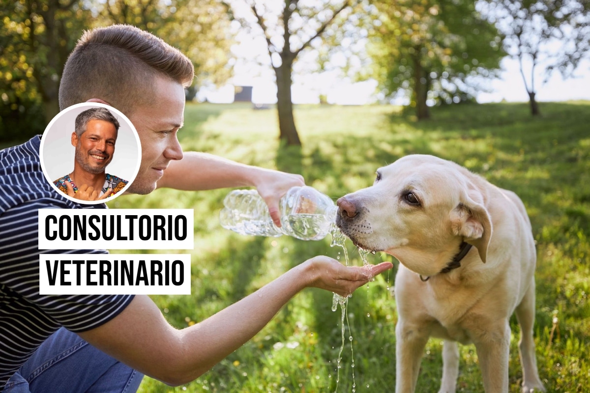 Aprende cómo cuidar a tu perro del sol y evitar perjudicar su salud. Foto: Istock.