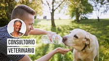 ¡El calor también puede poner en peligro a tu perro!
