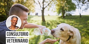 Aprende cómo cuidar a tu perro del sol y evitar perjudicar su salud. Foto: Istock.