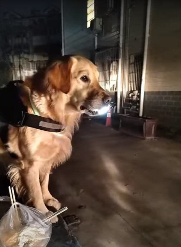 Mao Mao espera a su dueña todos los días. (Foto: @GatitosyPerritosChidos / YuoTube)