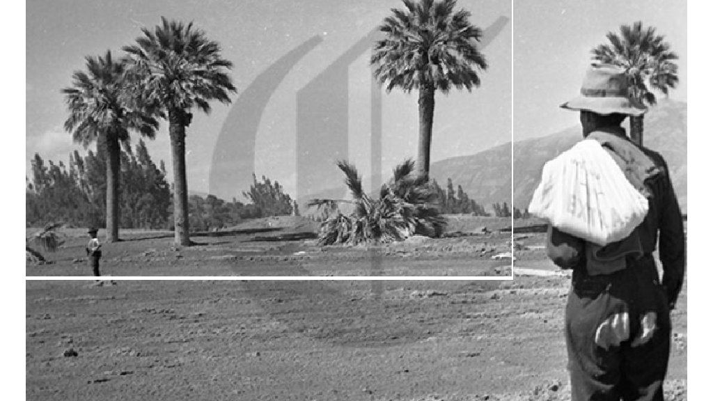 Solo cuatro palmeras quedó de la hermosa ciudad de Yungay tras el alud de una parte del nevado Huascarán, en 1970.